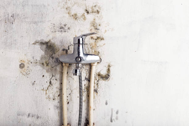 Best Mold Damage Repair  in Blue Ridge, GA