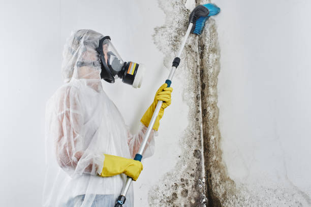 Best Certified Mold Removal  in Blue Ridge, GA