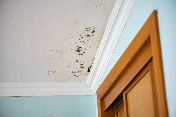 Best Mold Removal Company Near Me  in Blue Ridge, GA