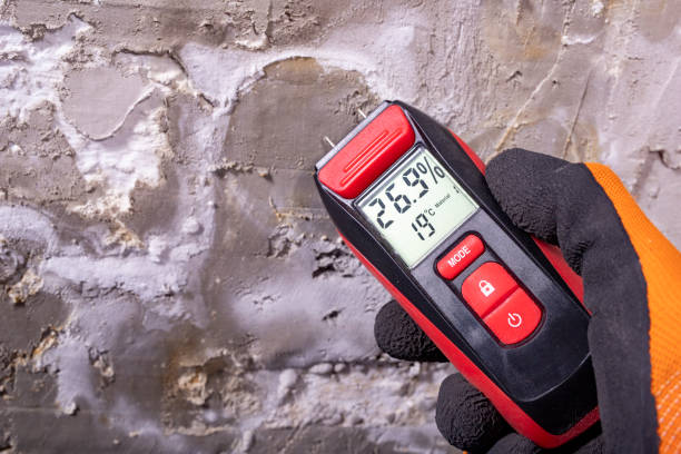 Best Mold Removal Near Me  in Blue Ridge, GA