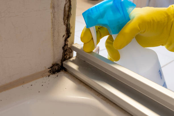 Best Crawl Space Mold Removal  in Blue Ridge, GA