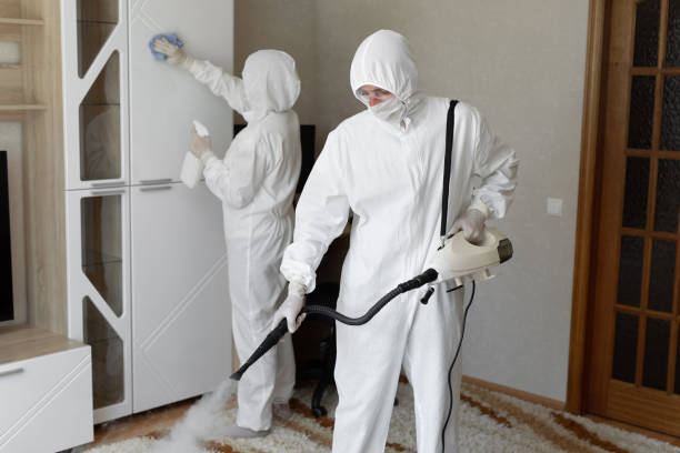 Mold Removal and Inspection in Blue Ridge, GA