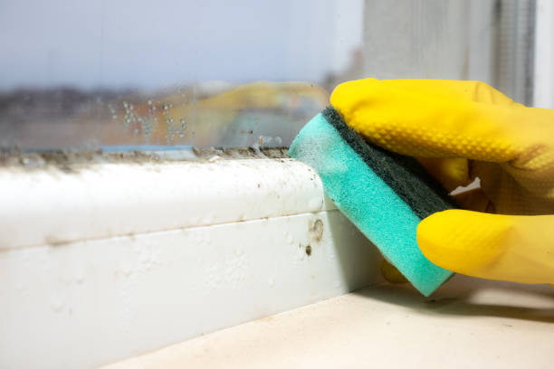 Trusted Blue Ridge, GA Mold Removal Experts