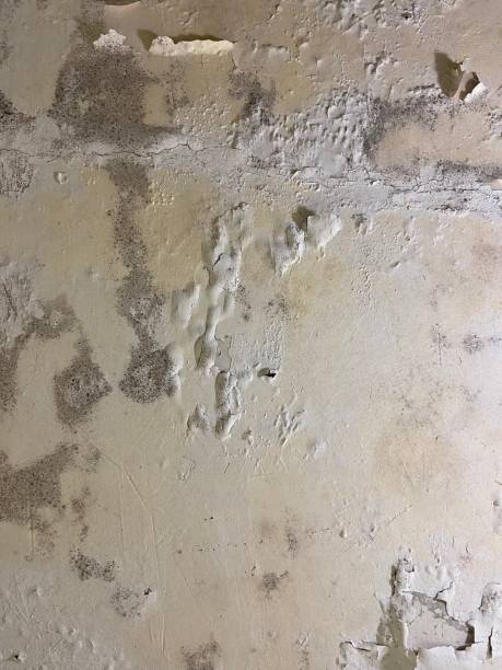 Best Attic Mold Removal  in Blue Ridge, GA
