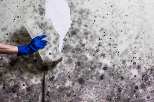 Best Mold Testing  in Blue Ridge, GA