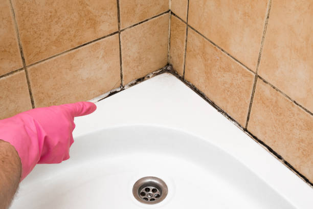 Mold Testing and Removal in Blue Ridge, GA